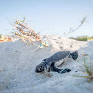 Dominican Coastal Ecosystems Studies educational multi-day tour package newly born sea turtles and their protection within the educational project tour package for students.