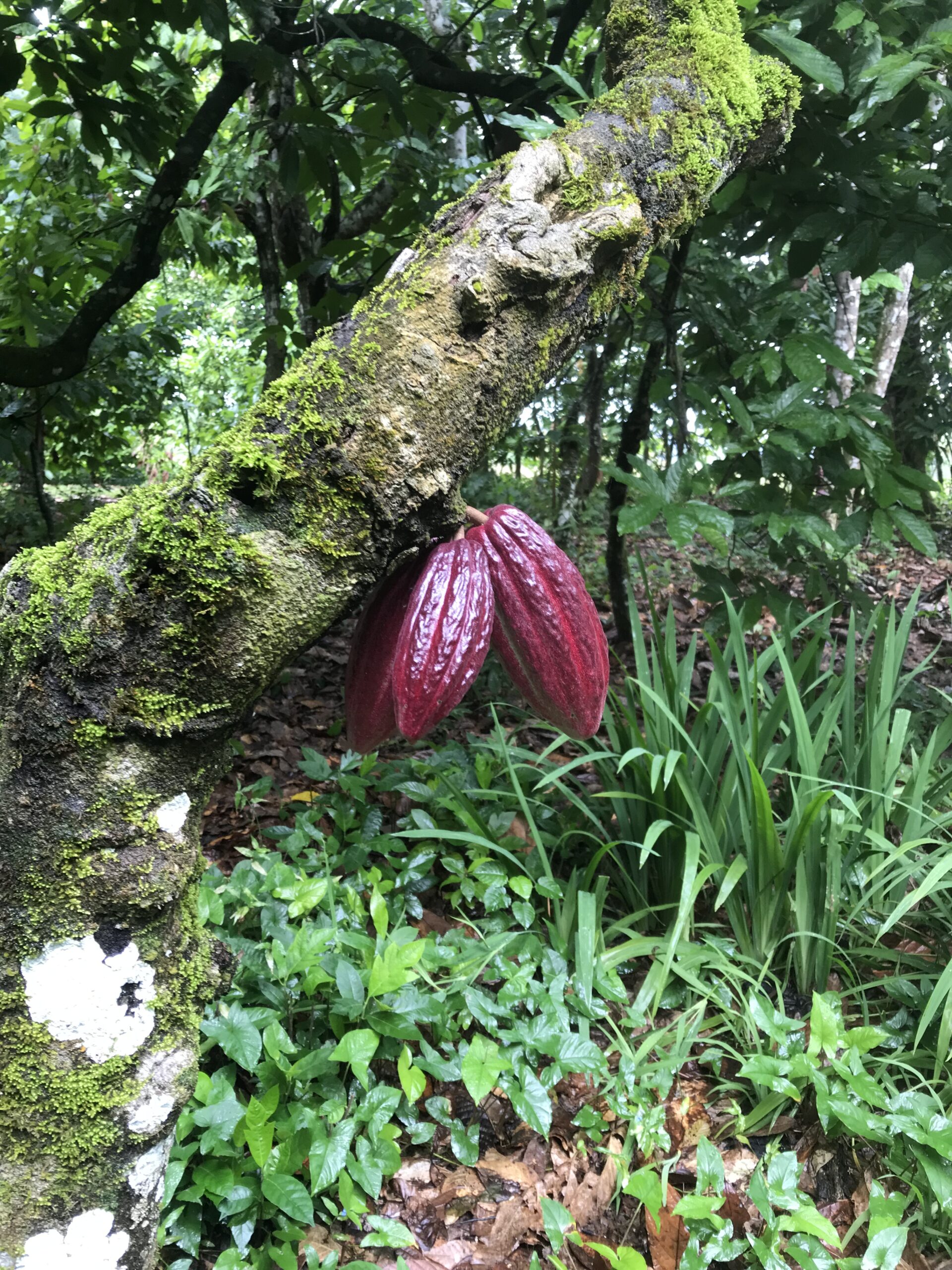 GODS' CHOCOLATE SECRETS RITUAL