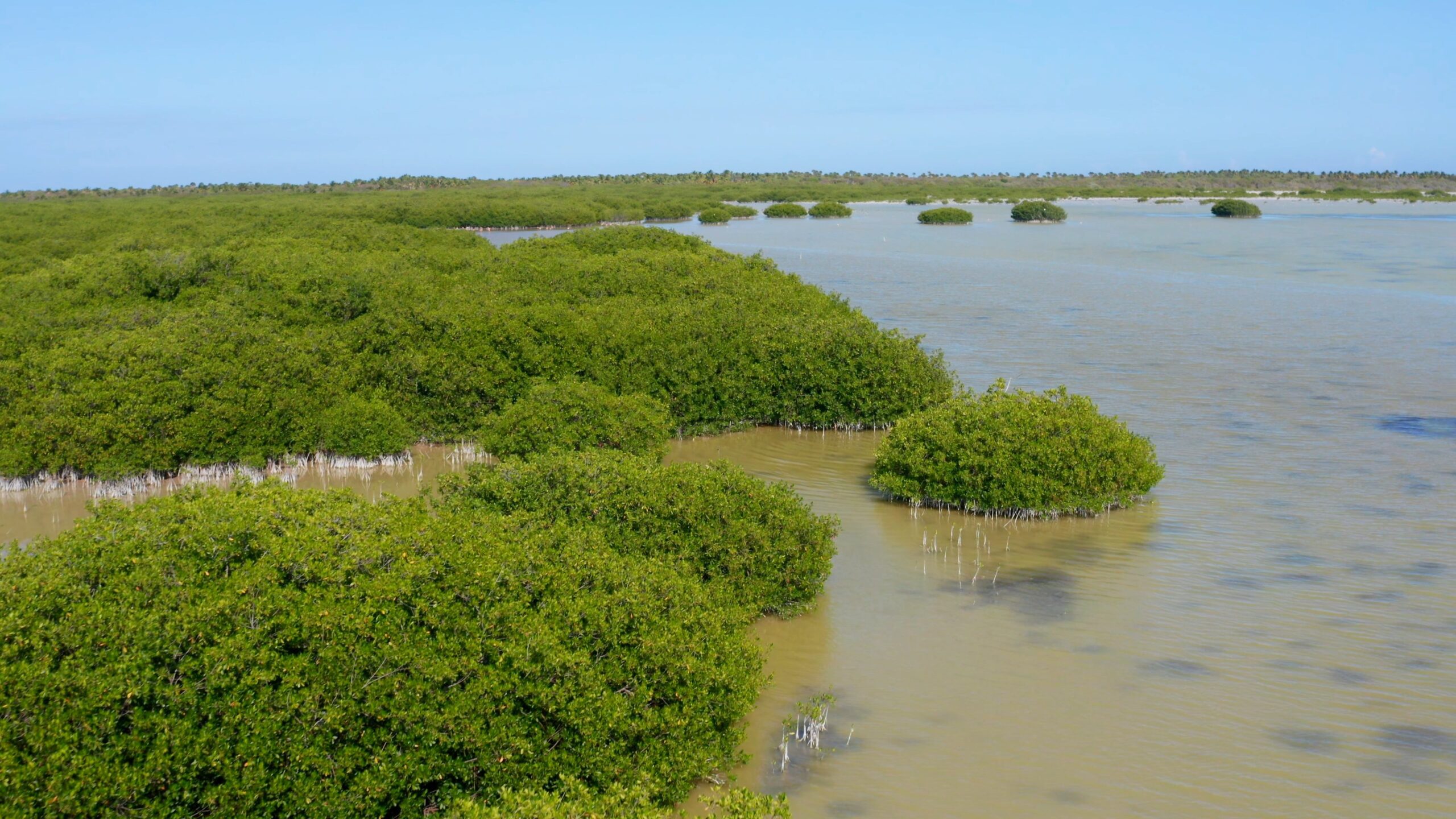 DOMINICAN COASTAL ECOSYSTEMS STUDIES
