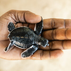 Adamanay Caribbean Adventure - The Dominican Republic has it all! A newly born sea hawksbill turtle in a special refuge in Mano Juan village on Saona Island in the Dominican republic. Discover the Dominican as locals do. Enjoy the Caribbean sun and white sandy beaches at our tours and excursions.