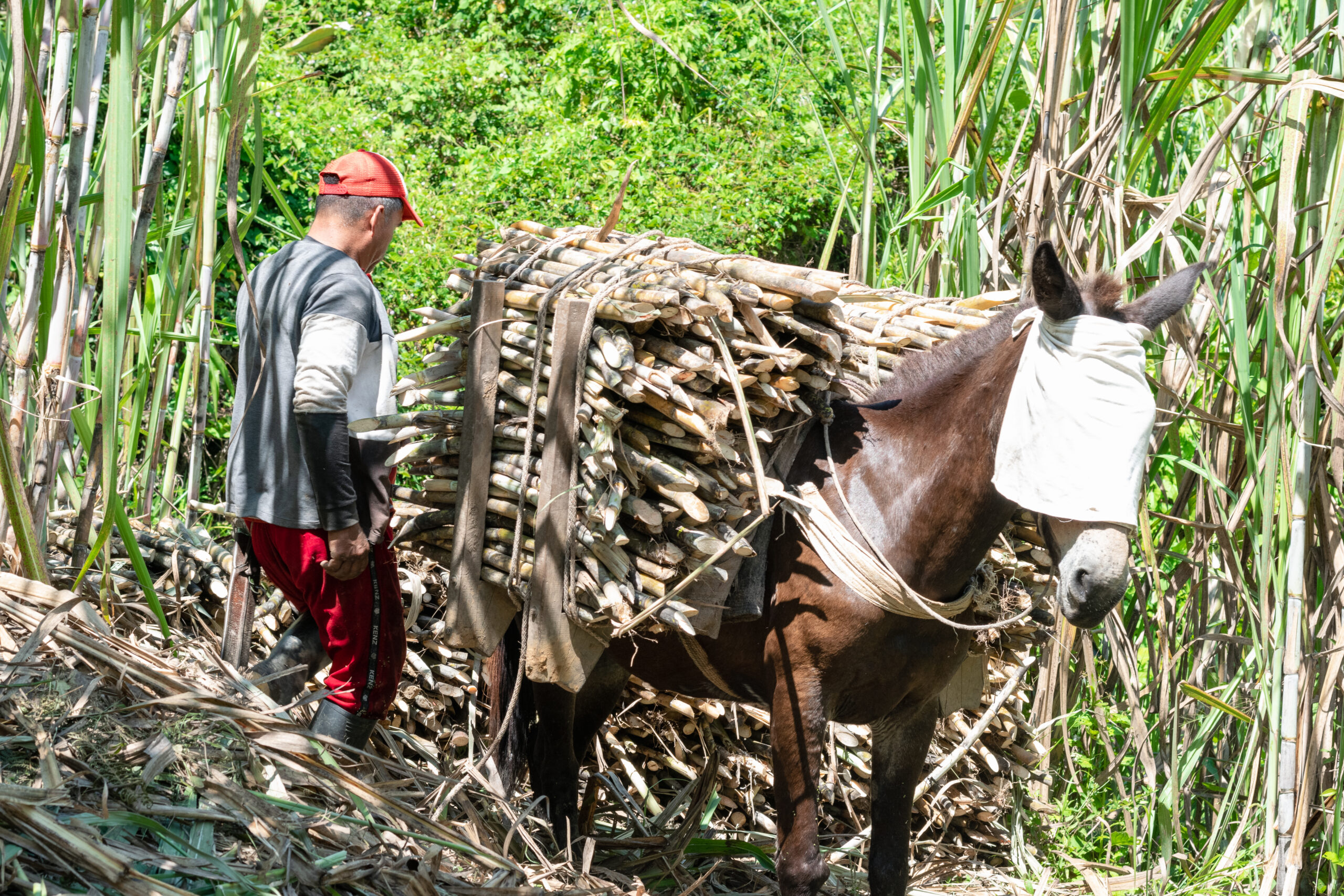 DOMINICAN FARMING & PRODUCTION EXPLORER