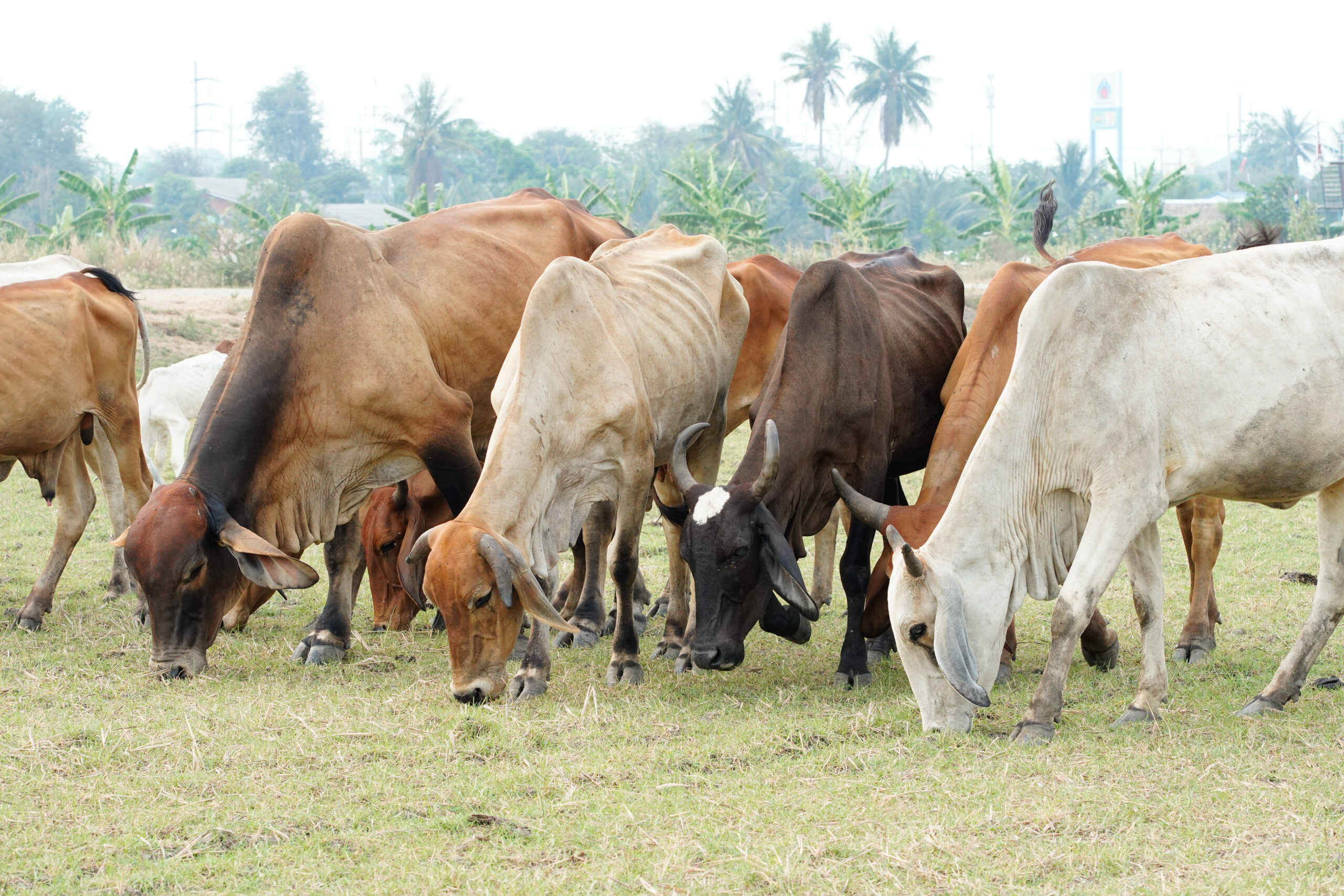 DOMINICAN FARMING & PRODUCTION EXPLORER