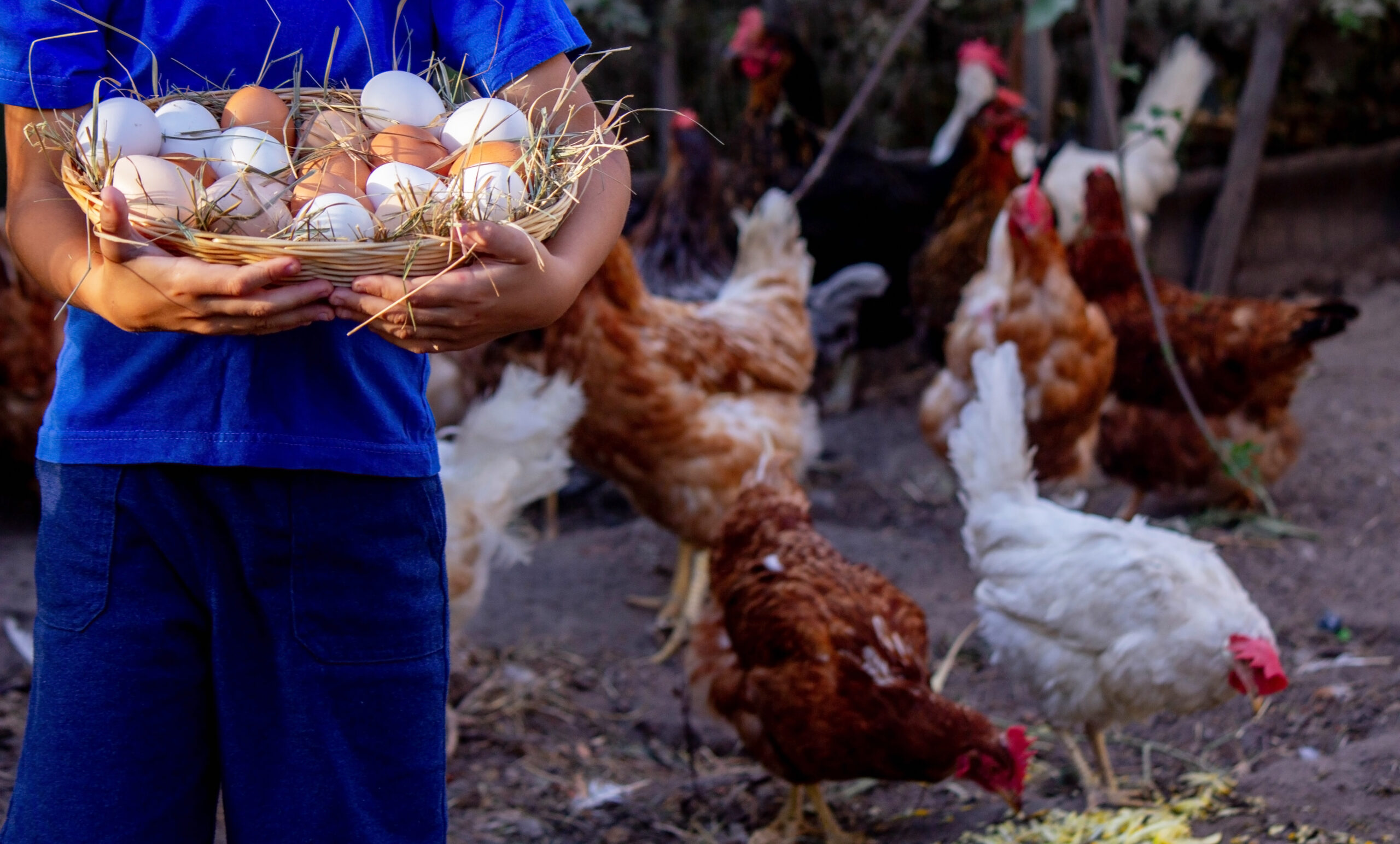 DOMINICAN FARMING & PRODUCTION EXPLORER